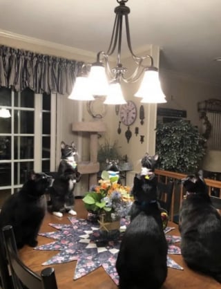 Illustration de l'article : 13 photos qui montrent que les chats sont les as des postures invraisemblables