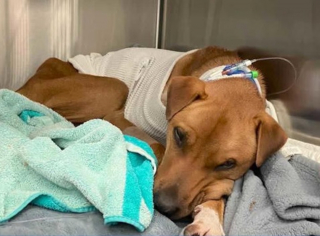 Illustration de l'article : Son chien s'&eacute;chappe pendant qu'elle r&eacute;cup&egrave;re son courrier, il reste introuvable pendant un mois et mobilise toute une communaut&eacute;