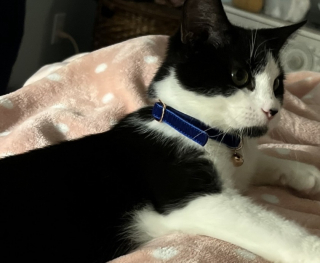 Illustration de l'article : Un couple stup&eacute;fait d&eacute;couvre que leur chat accumulait secr&egrave;tement des liasses de billets dans sa cachette (vid&eacute;o)