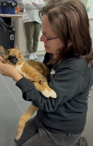 Illustration de l'article : &laquo; Ces retrouvailles ont &eacute;t&eacute; parmi les plus beaux moments que nous ayons v&eacute;cus &raquo;, des v&eacute;t&eacute;rinaires aident une chatte disparue pendant 8 ans &agrave; retrouver sa propri&eacute;taire (vid&eacute;o)