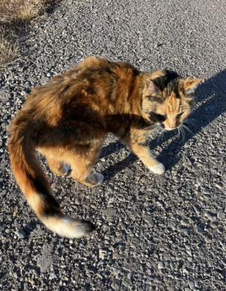 Illustration de l'article : &laquo; Ces retrouvailles ont &eacute;t&eacute; parmi les plus beaux moments que nous ayons v&eacute;cus &raquo;, des v&eacute;t&eacute;rinaires aident une chatte disparue pendant 8 ans &agrave; retrouver sa propri&eacute;taire (vid&eacute;o)