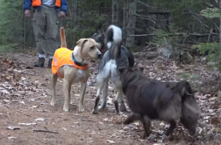 Illustration de l'article : Un homme au grand coeur fait don d'un terrain bois&eacute; de 380 000 m2 pour rendre les chiens heureux