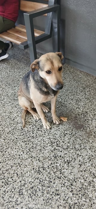 Illustration de l'article : Un chien errant devient la star d'une parade en jouant avec un ballon et rappelle qu&rsquo;il suffit parfois de peu pour &ecirc;tre heureux (vid&eacute;o)