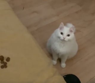 Illustration de l'article : Inqui&egrave;te pour son humaine pr&eacute;f&eacute;r&eacute;e alit&eacute;e depuis 3 jours, cette chatte lui apporte des croquettes sur son lit (vid&eacute;o)