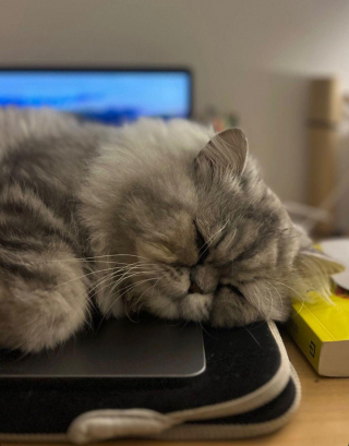 Illustration de l'article : &laquo; Mon oncle a emm&eacute;nag&eacute; dans une nouvelle maison et abandonn&eacute; son chat &raquo;, une jeune femme se mobilise pour redonner le sourire &agrave; un Persan abandonn&eacute;