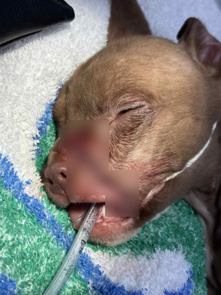 Illustration de l'article : Arrivé au refuge avec des plaies béantes, ce chiot courageux surmonte son traumatisme et rejoint enfin la famille de ses rêves