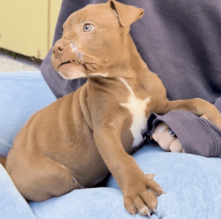 Illustration de l'article : Arrivé au refuge avec des plaies béantes, ce chiot courageux surmonte son traumatisme et rejoint enfin la famille de ses rêves