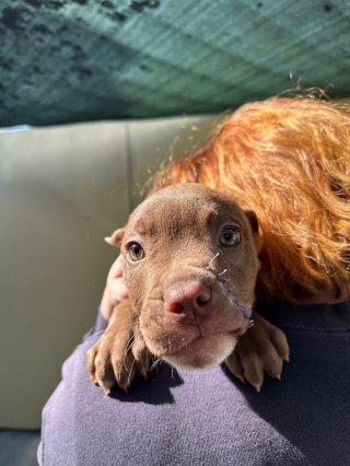 Illustration de l'article : Arrivé au refuge avec des plaies béantes, ce chiot courageux surmonte son traumatisme et rejoint enfin la famille de ses rêves