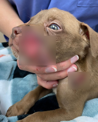 Illustration de l'article : Arrivé au refuge avec des plaies béantes, ce chiot courageux surmonte son traumatisme et rejoint enfin la famille de ses rêves