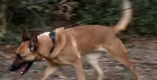 Illustration de l'article : A la tomb&eacute;e de la nuit en for&ecirc;t, le chien des gendarmes s&rsquo;&eacute;lance sur plusieurs kilom&egrave;tres &agrave; la recherche d'un octog&eacute;naire disparu