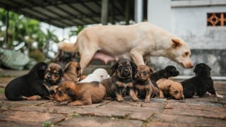 Illustration de l'article : Appel&eacute;s pour un logement laiss&eacute; &agrave; l&rsquo;abandon, des policiers d&eacute;couvrent une port&eacute;e de chiots incapable de tenir debout puis d'autres chiens vivant dans l'insalubrit&eacute;