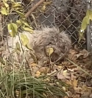 Illustration de l'article : D&eacute;couvert blotti sous un tas de feuilles, un petit chien insaisissable retrouve enfin la s&eacute;curit&eacute; apr&egrave;s une ann&eacute;e de survie (vid&eacute;o)