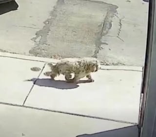 Illustration de l'article : D&eacute;couvert blotti sous un tas de feuilles, un petit chien insaisissable retrouve enfin la s&eacute;curit&eacute; apr&egrave;s une ann&eacute;e de survie (vid&eacute;o)