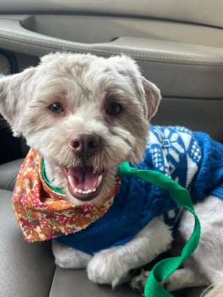 Illustration de l'article : D&eacute;couvert blotti sous un tas de feuilles, un petit chien insaisissable retrouve enfin la s&eacute;curit&eacute; apr&egrave;s une ann&eacute;e de survie (vid&eacute;o)