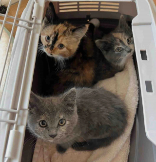 Illustration de l'article : Une famille parcourt des heures de route pour adopter 3 chatons craintifs et &eacute;viter qu&rsquo;ils soient s&eacute;par&eacute;s (vid&eacute;o)