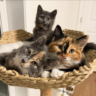 Illustration de l'article : Une famille parcourt des heures de route pour adopter 3 chatons craintifs et &eacute;viter qu&rsquo;ils soient s&eacute;par&eacute;s (vid&eacute;o)