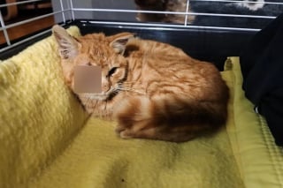 Illustration de l'article : Intrigu&eacute; par des cris de d&eacute;tresse, il d&eacute;couvre un chat bless&eacute; par des dizaines de plombs et fait de son mieux pour l'aider &agrave; s'en sortir