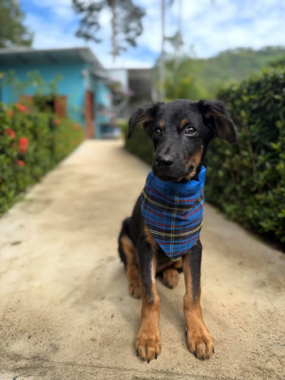 Illustration de l'article : Un sauveteur craint le pire pour un chiot gravement bless&eacute; au cerveau avant que celui-ci ne surmonte l&rsquo;impossible (vid&eacute;o)