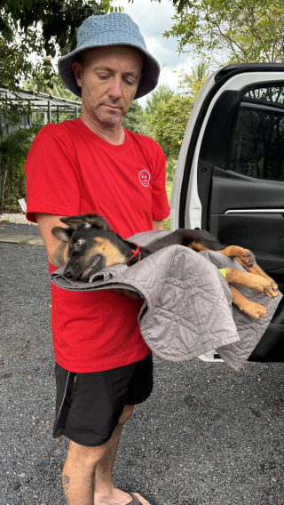 Illustration de l'article : Un sauveteur craint le pire pour un chiot gravement bless&eacute; au cerveau avant que celui-ci ne surmonte l&rsquo;impossible (vid&eacute;o)