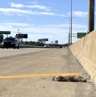 Illustration de l'article : Elle rep&egrave;re un chat allong&eacute; sur l'autoroute et craint d'&ecirc;tre arriv&eacute;e trop tard, mais le regard qu'il lui lance relance l'espoir