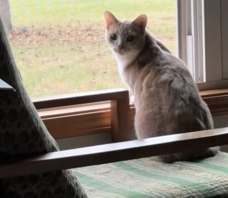 Illustration de l'article : Elle rep&egrave;re un chat allong&eacute; sur l'autoroute et craint d'&ecirc;tre arriv&eacute;e trop tard, mais le regard qu'il lui lance relance l'espoir