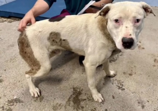 Illustration de l'article : Maigre, musel&eacute; avec un c&acirc;ble et une lourde cha&icirc;ne attach&eacute;e au cou &agrave; son arriv&eacute;e au refuge, ce chien rena&icirc;t gr&acirc;ce &agrave; une b&eacute;n&eacute;vole d&eacute;vou&eacute;e