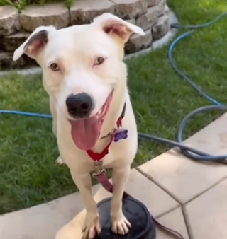Illustration de l'article : Maigre, musel&eacute; avec un c&acirc;ble et une lourde cha&icirc;ne attach&eacute;e au cou &agrave; son arriv&eacute;e au refuge, ce chien rena&icirc;t gr&acirc;ce &agrave; une b&eacute;n&eacute;vole d&eacute;vou&eacute;e