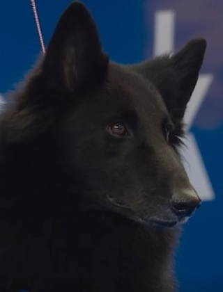 Illustration de l'article : En pénétrant dans le ring d’un prestigieux concours canin, une chienne révèle une élégance qui ne laisse plus le choix au jury