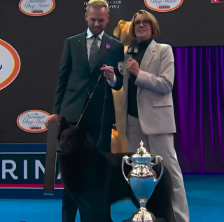 Illustration de l'article : En pénétrant dans le ring d’un prestigieux concours canin, une chienne révèle une élégance qui ne laisse plus le choix au jury