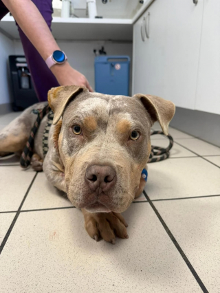 Illustration de l'article : Lors de son arriv&eacute;e en urgence chez le v&eacute;t&eacute;rinaire, un jeune chien r&eacute;v&egrave;le une cha&icirc;ne incrust&eacute;e dans sa chair qui soul&egrave;ve un douloureux myst&egrave;re