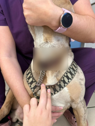 Illustration de l'article : Lors de son arriv&eacute;e en urgence chez le v&eacute;t&eacute;rinaire, un jeune chien r&eacute;v&egrave;le une cha&icirc;ne incrust&eacute;e dans sa chair qui soul&egrave;ve un douloureux myst&egrave;re