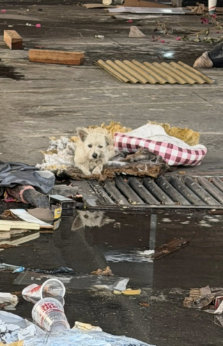 Illustration de l'article : &laquo; C&rsquo;&eacute;tait le seul &ldquo;chez-soi&rdquo; qu&rsquo;il ait jamais connu &raquo;, un chien errant vivant dans les ordures supplie un sauveteur de venir &agrave; son secours (vid&eacute;o)