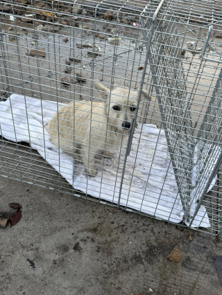 Illustration de l'article : &laquo; C&rsquo;&eacute;tait le seul &ldquo;chez-soi&rdquo; qu&rsquo;il ait jamais connu &raquo;, un chien errant vivant dans les ordures supplie un sauveteur de venir &agrave; son secours (vid&eacute;o)