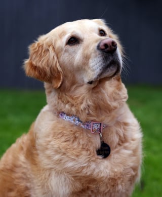 Illustration de l'article : Un Golden Retriever re&ccedil;oit un prix pour avoir pr&eacute;venu sa famille et sauv&eacute; son ma&icirc;tre d'un arr&ecirc;t cardiaque en pleine nuit (vid&eacute;o)