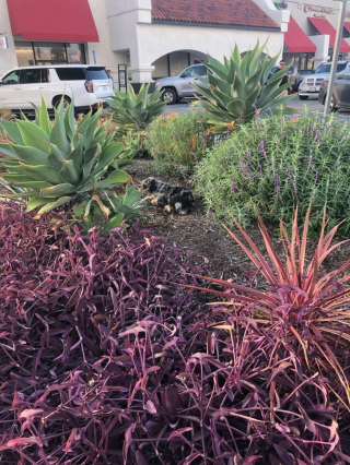 Illustration de l'article : &laquo; Ce petit buisson &eacute;tait devenu son seul refuge &raquo;, des bienfaitrices passent 3 semaines &agrave; gagner la confiance d'un chien cach&eacute; au milieu des v&eacute;g&eacute;taux