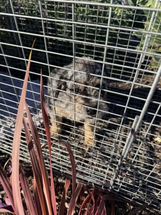 Illustration de l'article : &laquo; Ce petit buisson &eacute;tait devenu son seul refuge &raquo;, des bienfaitrices passent 3 semaines &agrave; gagner la confiance d'un chien cach&eacute; au milieu des v&eacute;g&eacute;taux