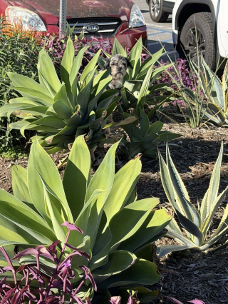 Illustration de l'article : &laquo; Ce petit buisson &eacute;tait devenu son seul refuge &raquo;, des bienfaitrices passent 3 semaines &agrave; gagner la confiance d'un chien cach&eacute; au milieu des v&eacute;g&eacute;taux