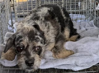 Illustration de l'article : &laquo; Ce petit buisson &eacute;tait devenu son seul refuge &raquo;, des bienfaitrices passent 3 semaines &agrave; gagner la confiance d'un chien cach&eacute; au milieu des v&eacute;g&eacute;taux