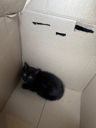 Illustration de l'article : Apr&egrave;s une livraison devant sa porte, une femme entend un miaulement venant d&rsquo;un de ses colis