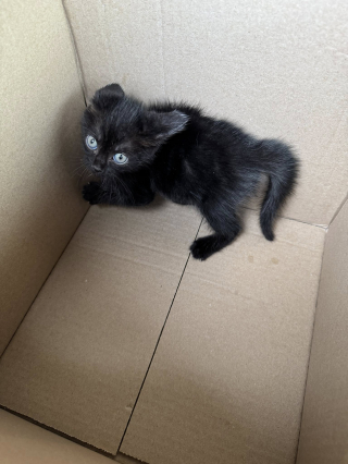 Illustration de l'article : Apr&egrave;s une livraison devant sa porte, une femme entend un miaulement venant d&rsquo;un de ses colis