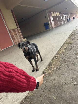 Illustration de l'article : Des âmes bienveillantes nourrissent une chienne errante sans pouvoir l'approcher et découvrent qu'elle cache un secret sous une maison