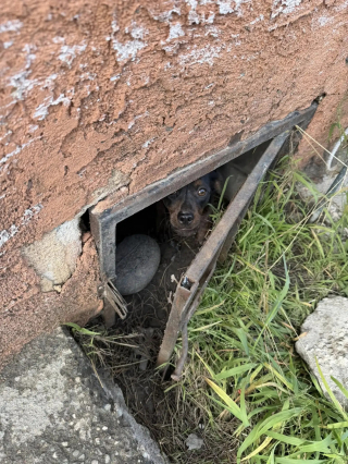 Illustration de l'article : Des âmes bienveillantes nourrissent une chienne errante sans pouvoir l'approcher et découvrent qu'elle cache un secret sous une maison