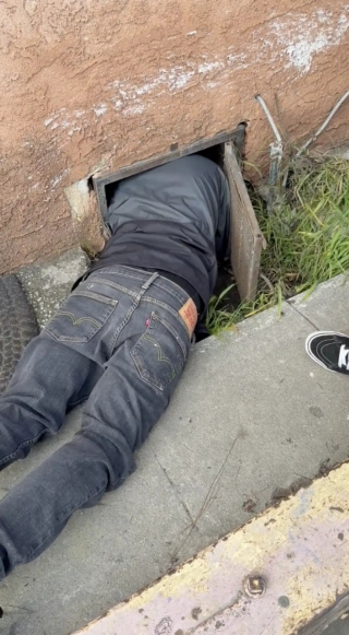 Illustration de l'article : Des âmes bienveillantes nourrissent une chienne errante sans pouvoir l'approcher et découvrent qu'elle cache un secret sous une maison