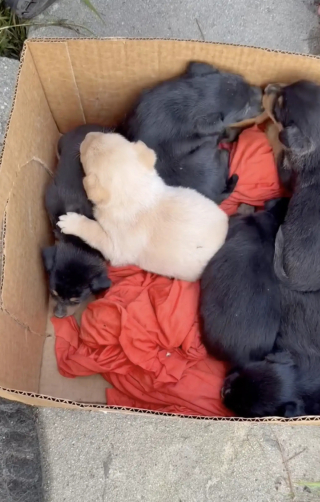 Illustration de l'article : Des âmes bienveillantes nourrissent une chienne errante sans pouvoir l'approcher et découvrent qu'elle cache un secret sous une maison