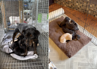 Illustration de l'article : Des âmes bienveillantes nourrissent une chienne errante sans pouvoir l'approcher et découvrent qu'elle cache un secret sous une maison