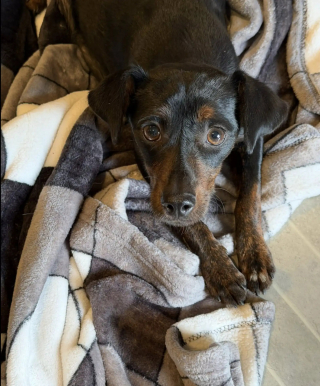 Illustration de l'article : Des âmes bienveillantes nourrissent une chienne errante sans pouvoir l'approcher et découvrent qu'elle cache un secret sous une maison