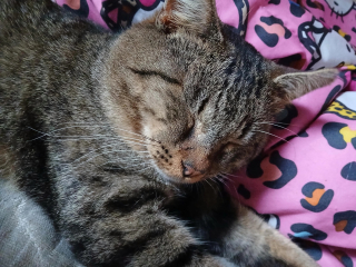 Illustration de l'article : "Les m&ecirc;mes cicatrices, les m&ecirc;mes marques, le m&ecirc;me miaulement", le chat perdu de son enfance appara&icirc;t devant sa porte 3 ans apr&egrave;s leur d&eacute;m&eacute;nagement