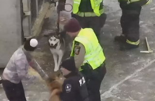 Illustration de l'article : Un musher entend un bruit sourd sur l'autoroute et découvre avec effroi que sa remorque transportant ses 9 chiens de traîneau s'est disloquée