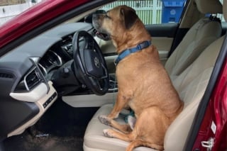 Illustration de l'article : "J’ai su à cet instant qu’il était à moi", abandonné à 8 ans, ce chien malheureux n’avait plus goût à rien jusqu’à ce qu’une femme croise son regard et change sa vie