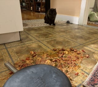 Illustration de l'article : 15 photos d’animaux de compagnie affichés sur le « mur de la honte » à cause de leurs adorables bêtises